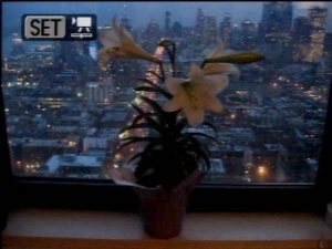 lilies-lora-mitchell