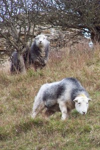 Herdwick sheep grazing around the castle