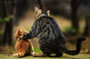 Cat-advising-son-300x199