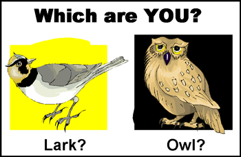 lark owl